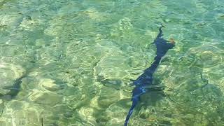 Pesce spada a Giannutri
