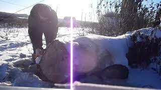 Тест драйв пилы Беларусь БП 65 - м .