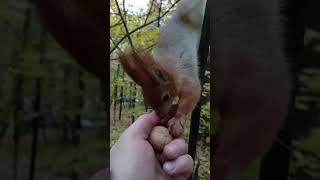 Копия лазает по кустику / Copy climbs a bush