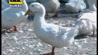 Cría de patos Pekín