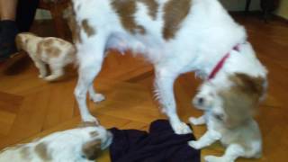 epagneul breton puppies