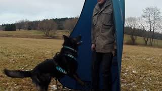 Udo vom Muldenschlößchen DDR Schäferhund aus Mircwidu