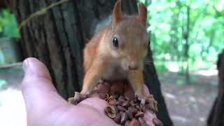 Кормлю белок / Feeding the squirrels