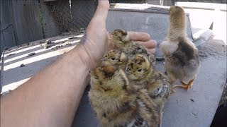 Нашёл заброшенное гнездо с яйцами и вылупилось Чудо! Eggs in the forest! Watch the eggs, bro!