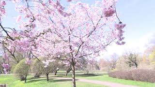 sakura blossomed walk rest meditation