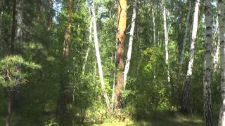 Западная Сибирь, природа. Лес, грибы.