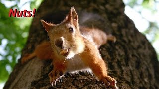 Nuts!: Собираем орешки с белкой...
