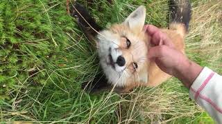 What does the fox say?