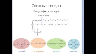 Строение липидов