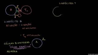 Revisão de linfócitos B, linfócitos T CD4 e linfócitos T CD8