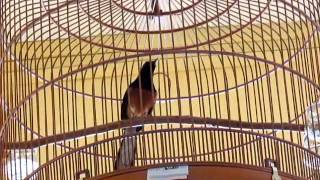 White Rumped Shama: ABC vs Fearless P#2