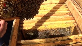 Дом улей, профилактика пчелы, аппи улей, пасека