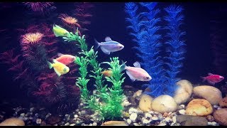 Аквариумные рыбки Гло Фиш  ? GloFish /необычные, красивые , мирные рыбки  для аквариума