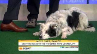 Meet Chaser, the canine Einstein!