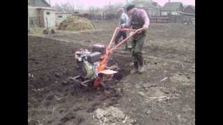 посадка картофеля мотоблоком зубр нт 105 (planting potatoes motor-block)