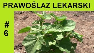Prawoślaz lekarski - Roślina lecznicza. Althaea officinalis #6