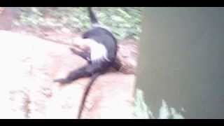 Monkey Jacking off at Zoo.