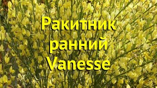 Ракитник ранний Вансе. Краткий обзор, описание характеристик cytisus x praecox Vanesse