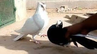 Siraji pigeonbreed & black fancy pigeon