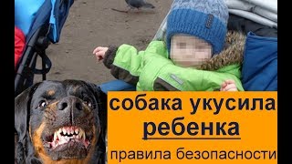 Собака укусила ребенка  правила безопасности  или почему пес кусает детей