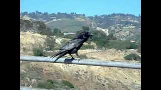 Nervus Cawwing  Raven Bird