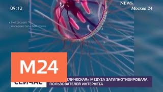 Океанологам удалось снять на видео "психоделическую" медузу - Москва 24