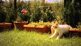 Jumping cat очень красиво
