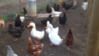 Dix On the Duck