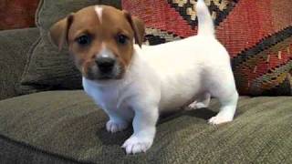 Jack Russell Terrier puppy "Aiden"