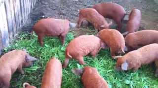 porci,purcei rasa mangalita