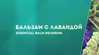 Лаванда. Свойства и применение