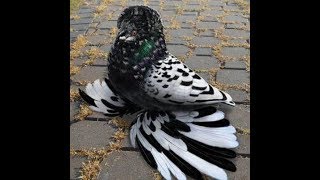 Exhibition of Pigeons. Выставка-ярмарка голубей в г.Овидиополе. часть 2. Кролики. Цесарки. Pigeon