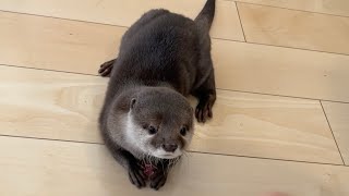 ルンバにおもちゃを次々と詰め込み壊そうとしてくるカワウソ otter stuffs a Roomba with toy after toy and tries to destroy it.