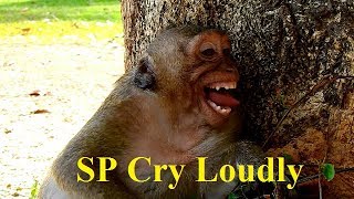 Pity Sweetpea crying Loudly Cox Mom Popeye Bite Strongly - What Happen On SP?