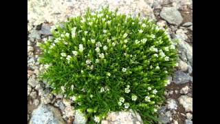 МИНУАРЦИЯ  (MINUARTIA)  cем. Гвоздичные