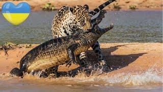 Бійки Тварин ● Дика Природа Африки, Америки та Європи ● ТОП 5 UA