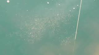 本日のメッキ群れの様子。大きくなってきた分賢くなって、沖アミにもなかなか食い付かなくなりました。誘いを掛けて釣るのがベスト。疑似針だけではかなり厳しい状況です。９月１２日木曜日