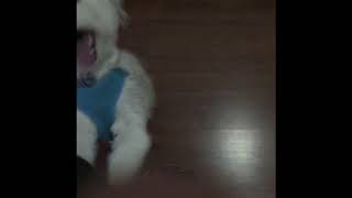 Thor com saudades da Irmã!! Pense numa saudade...