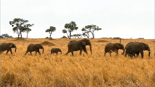 Tanzania, the Wild Heart of Africa