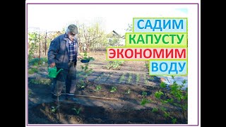 Как посадить рассаду если мало воды. Капуста в открытом грунте