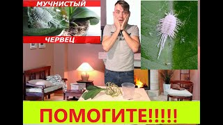 Обработка орхидей Актарой от мучнистых червей. Мочим гадов!!!