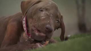Warning Graphic Video Sherman Oaks Dog abuse