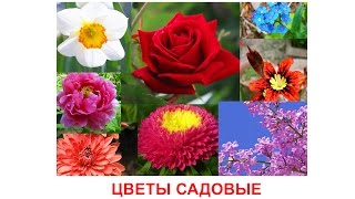Карточки Домана "Вундеркинд с пеленок" часть 1 - ЦВЕТЫ САДОВЫЕ смотреть бесплатно