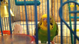 Badgie choked swallowing a curtain's thread