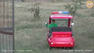 Олег Алексеевич в сафари. Вечерний хор. Олежка охотится. Тайган. Man among the lions. Lions song