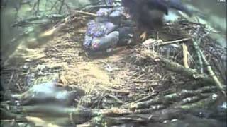 Decorah eagles very scary morning dead bird in nest