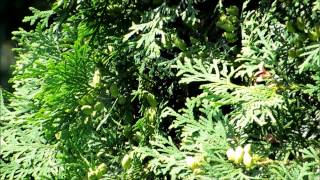 Rock County's killer wasps