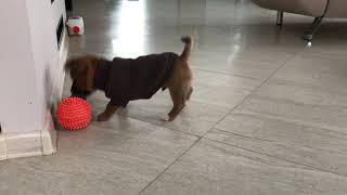 Swet puppy Семен Семенович