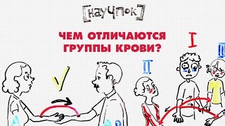Чем отличаются группы крови — Научпок