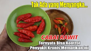 SULIT DIPERCAYA... CABAI RAWIT TERNYATA BANTU MENGATASI PENYAKIT KRONIS INI
